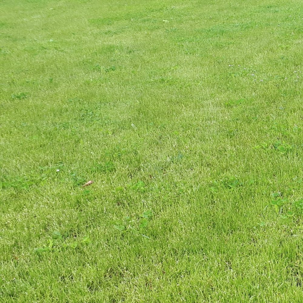 Rasen neu anlegen Boden vorbereiten mit myTools Mietgeräte - myTools